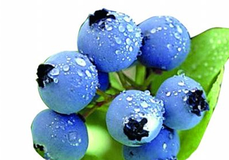 藍(lán)莓和楊梅能一起吃嗎？藍(lán)莓和楊梅可以一起泡酒嗎？
