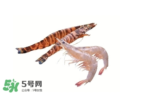 竹節(jié)蝦多少錢一斤？2017竹節(jié)蝦價格