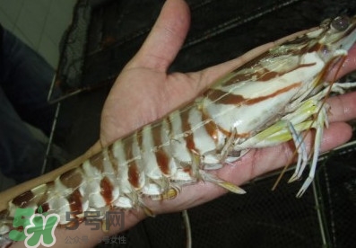 竹節(jié)蝦和基圍蝦哪個(gè)好？基圍蝦貴還是竹節(jié)蝦貴