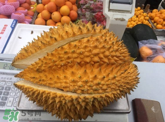 托曼尼榴蓮怎么才是熟？托曼尼榴蓮怎么看生熟？