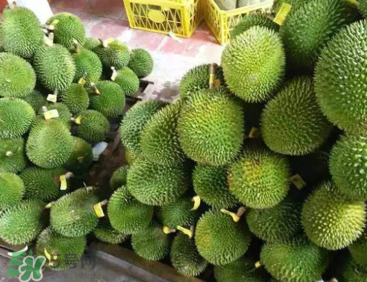 托曼尼榴蓮多少錢？托曼尼榴蓮是哪里的？