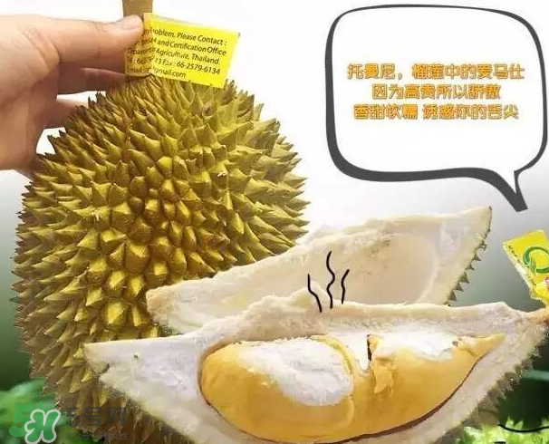 托曼尼榴蓮又叫什么？托曼尼榴蓮簡介