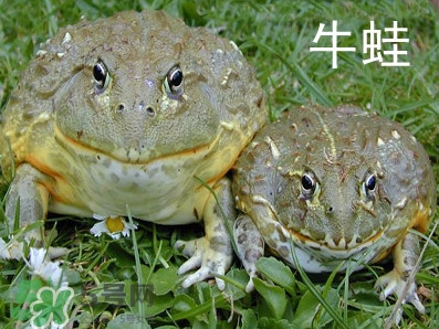 牛蛙什么時(shí)候最好吃肉最多？牛蛙幾月份的最好吃？