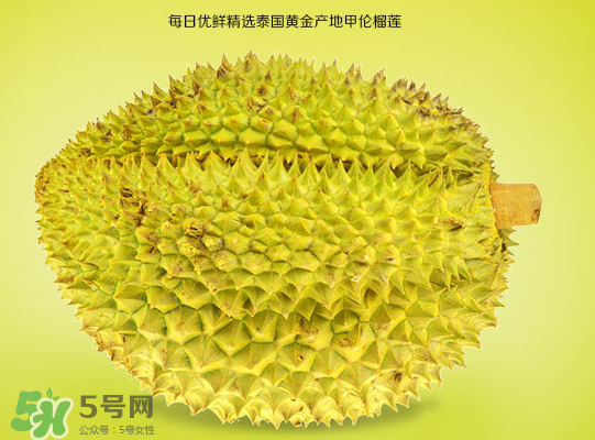 甲侖榴蓮和金枕哪個(gè)貴？甲侖榴蓮和金枕的區(qū)別