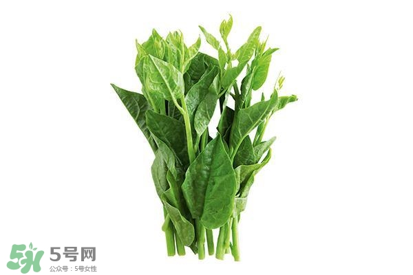 龍須菜有幾種？龍須菜多少錢一斤？
