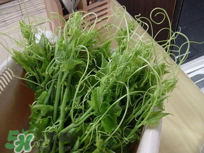 龍須菜是什么菜？龍須菜怎么吃？