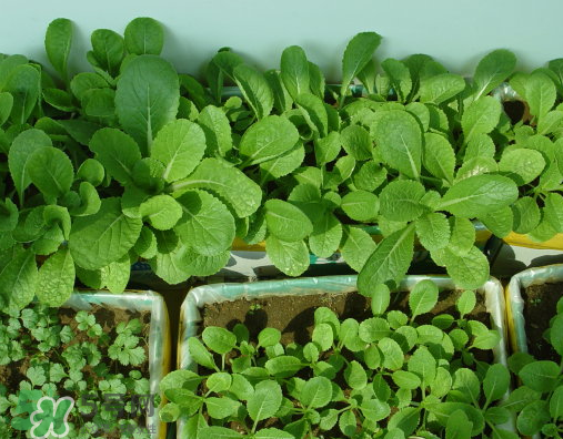 八月份可以種什么菜？八月份適合種植的蔬菜