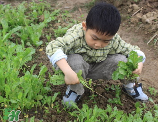 八月份可以種什么菜？八月份適合種植的蔬菜