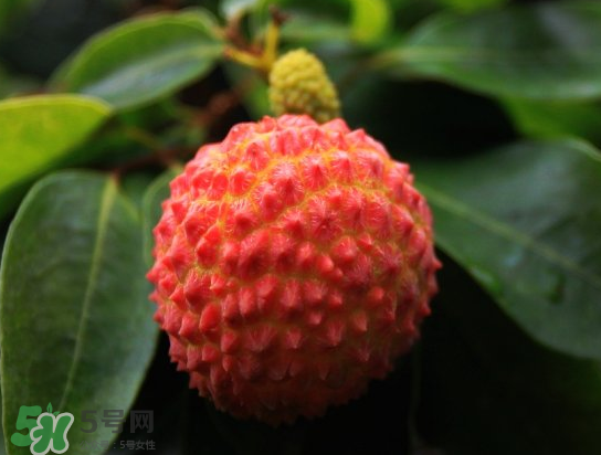 8月份還有荔枝嗎？荔枝幾月份下市？