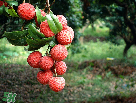 8月份還有荔枝嗎？荔枝幾月份下市？