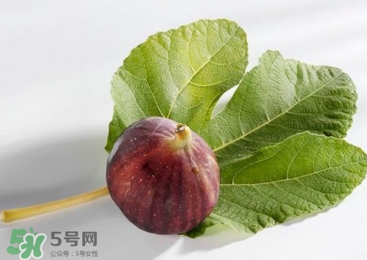 無花果葉子煮水有什么作用？無花果葉泡水喝的功效