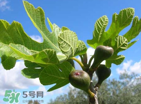 無花果葉子煮水有什么作用？無花果葉泡水喝的功效