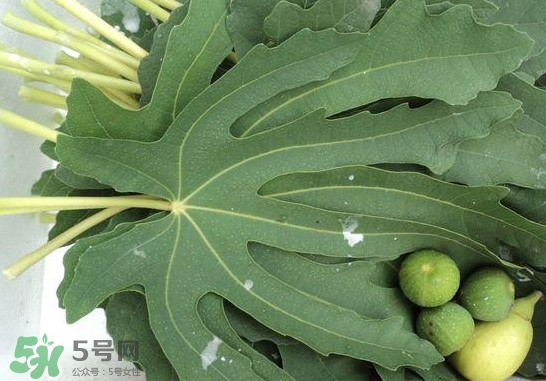 無花果葉子煮水有什么作用？無花果葉泡水喝的功效