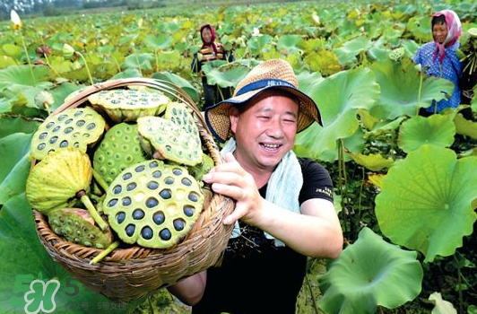 蓮蓬不能和什么同吃？蓮蓬和什么相克？