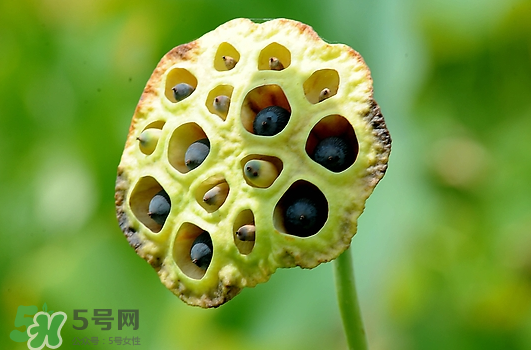 蓮蓬不能和什么同吃？蓮蓬和什么相克？