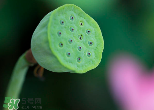 蓮蓬可以放多久？蓮蓬可以放冰箱嗎？