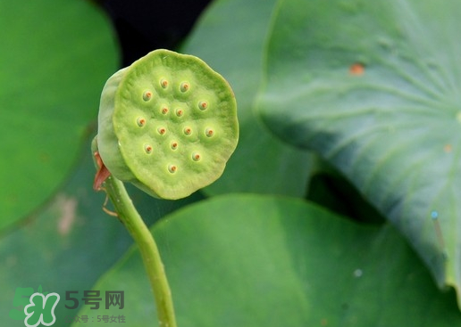 蓮蓬可以放多久？蓮蓬可以放冰箱嗎？