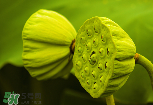 蓮蓬可以放多久？蓮蓬可以放冰箱嗎？