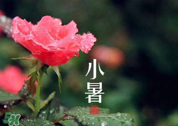 小暑是入伏嗎？小暑是不是入伏？