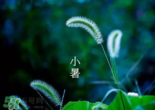 小暑是頭伏嗎？小暑是初伏嗎？