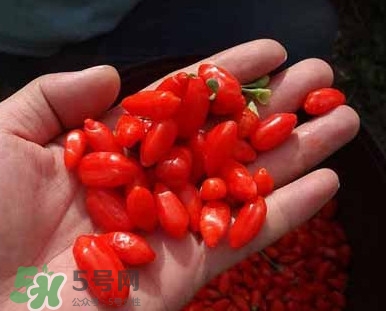 枸杞鮮果屬水果嗎？枸杞鮮果什么味道