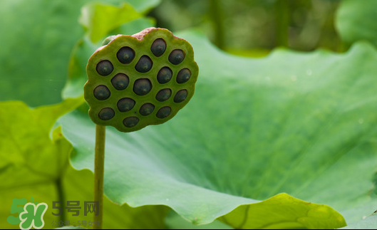 蓮蓬是荷花的什么？蓮蓬是什么意思？