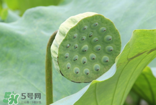 蓮蓬是荷花的什么？蓮蓬是什么意思？