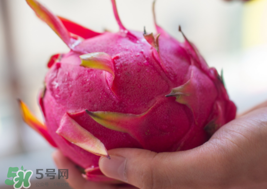 紅心火龍果什么時候成熟？紅心火龍果什么季節(jié)有？