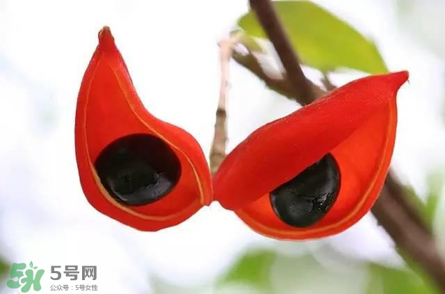 孕婦能吃蘋婆嗎？孕婦吃蘋婆對胎兒好嗎