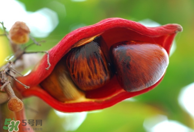 蘋婆怎么吃？蘋婆的功效與作用