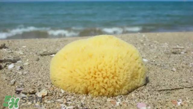 Rosenfeld海綿好用嗎？Rosenfeld海綿怎么樣？