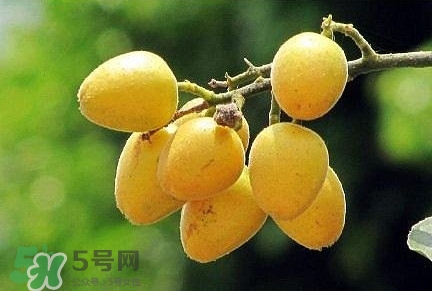 黃皮果品種有哪些？黃皮果哪個(gè)品種好吃
