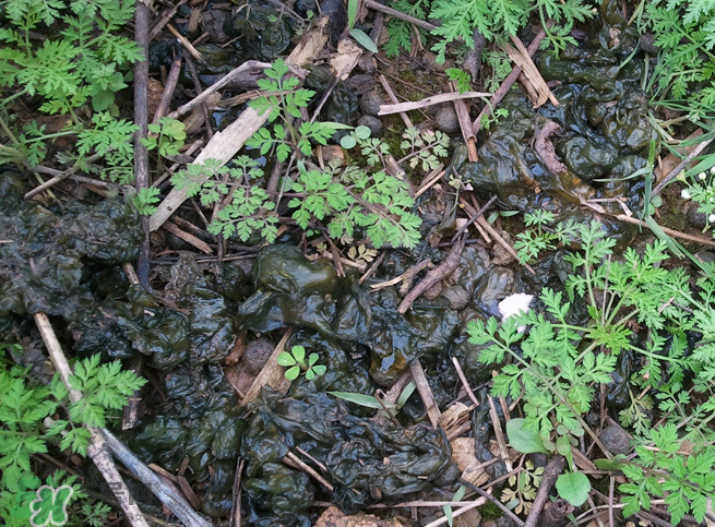 孕婦能吃地耳菜嗎？寶寶能吃地耳菜嗎？