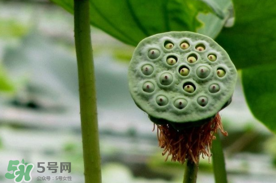 蓮蓬和蓮藕一樣嗎？蓮蓬和蓮藕的區(qū)別