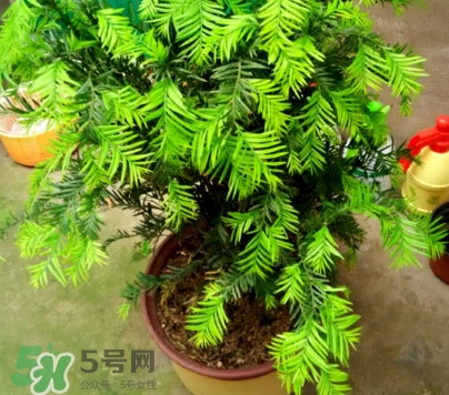 紅豆杉怎么養(yǎng)植？紅豆杉的養(yǎng)殖方法和注意事項(xiàng)