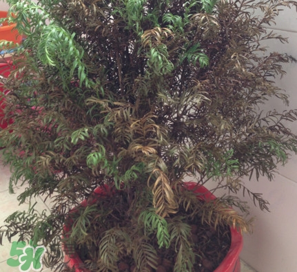 紅豆杉葉子干枯要怎么做？紅豆杉枯萎救治方法