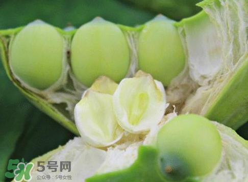 新鮮蓮蓬怎么吃？新鮮蓮蓬的吃法