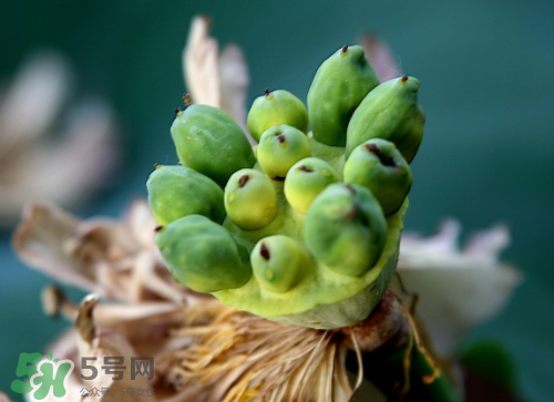 新鮮蓮蓬孕婦能吃嗎？孕婦可以吃新鮮蓮蓬嗎？