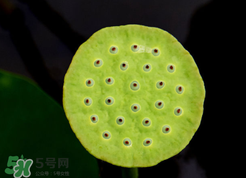 新鮮蓮蓬孕婦能吃嗎？孕婦可以吃新鮮蓮蓬嗎？