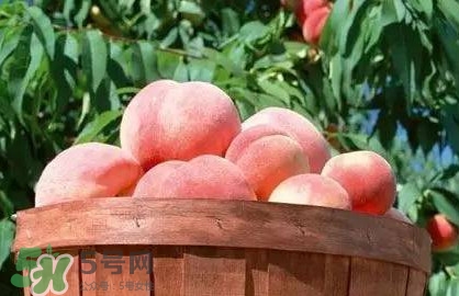 脆桃和軟桃哪個(gè)好吃？脆桃跟軟桃有什么區(qū)別？