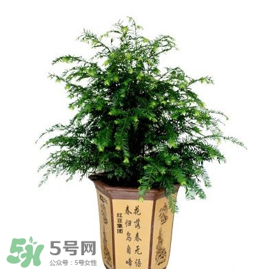 紅豆杉葉子干枯要怎么做？紅豆杉枯萎救治方法