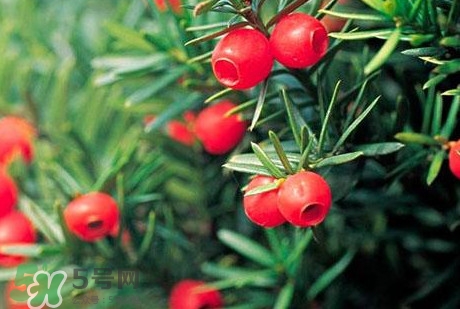 紅豆杉的果實(shí)能吃嗎？紅豆杉都有那些品種？
