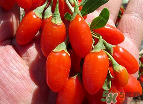 如何辨別枸杞是否新鮮？鮮枸杞可以直接食用嗎