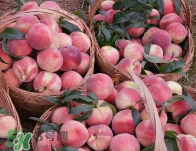 脆桃和軟桃哪個(gè)好吃？脆桃跟軟桃有什么區(qū)別？