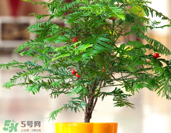 紅豆杉怎么養(yǎng)植？紅豆杉的養(yǎng)殖方法和注意事項(xiàng)