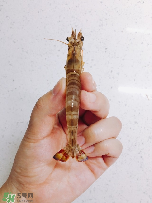 活基圍蝦怎么保存？活基圍蝦怎么處理干凈？