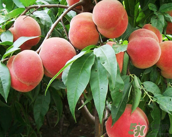 玉米和桃子能一起吃？桃子可以和玉米一起吃嗎？