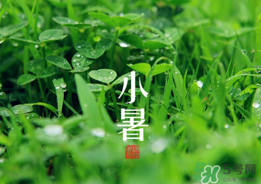 小暑種什么菜？小暑為什么要種牽?；?？