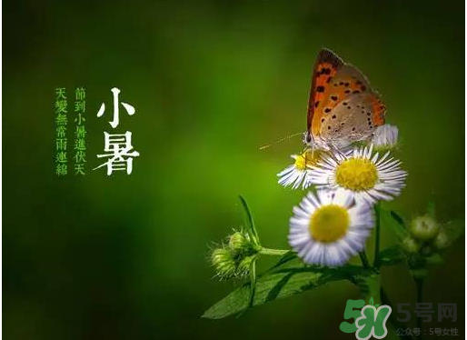 小暑種什么菜？小暑為什么要種牽牛花？