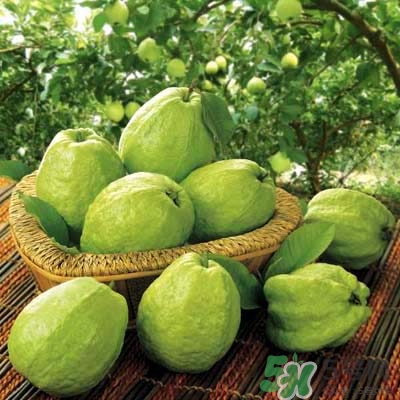 哺乳期可以吃番石榴嗎？哺乳期不能吃什么？